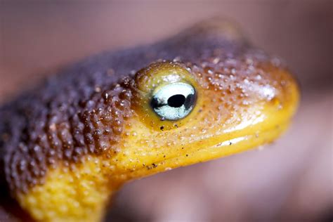 Unlike other members of the family Salamandridae, <b>newts</b> are semiaquatic, alternating between aquatic and terrestrial habitats. . Eye of newt